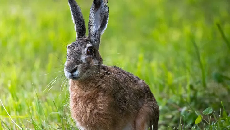 Bu balık türü dünyada sadece Burdur’da yaşıyor! Nesli tükenmek üzere