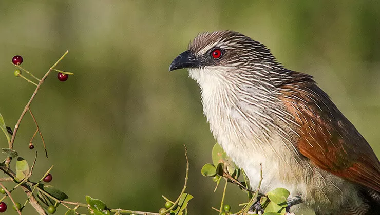 Film gibi takip! Bu balın kilosu 500 TL