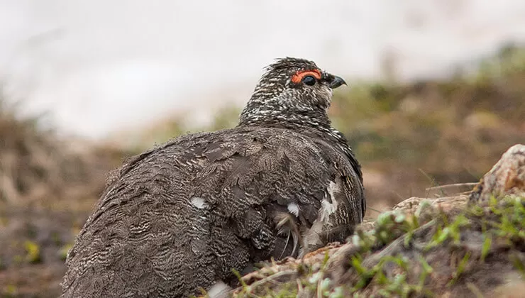 Gölyazı, sonbaharda göçmen kuş misafir ediyor