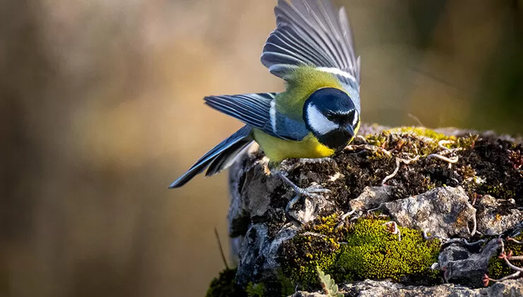 Flamingolar Bitlis’teki Arin Gölü’nü renklendirdi