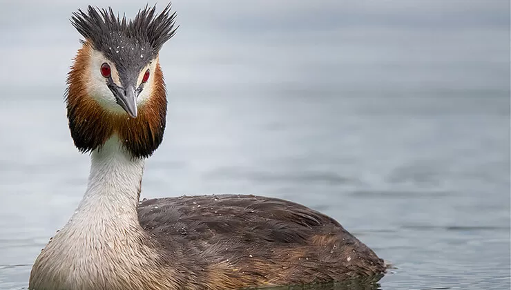 Flamingolar Bitlis’teki Arin Gölü’nü renklendirdi