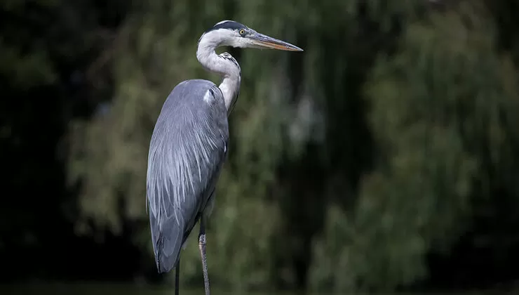 Kocaeli’nde flamingoların dansı