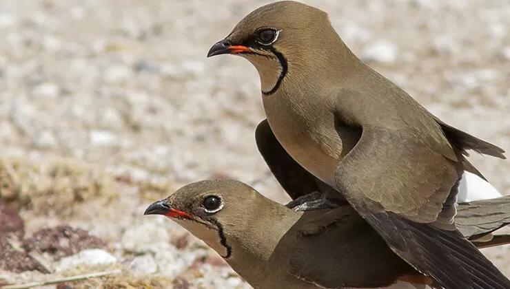 Otostopla dünyayı gezen kızın Türkiye fotoğrafları