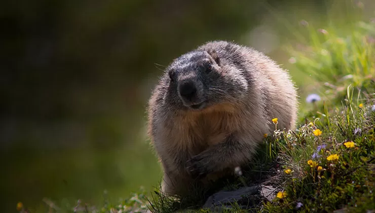 Sokağa çıkma yasaklarından sonra köpek satışları arttı