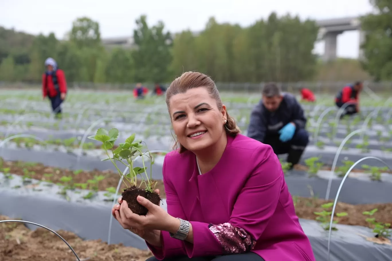 İzmit Belediyesi’nin çilekleri ağızları tatlandıracak