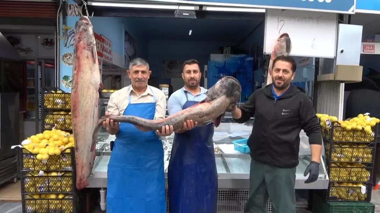 İki kişinin zor taşıdığı balıklar tezgahın gözdesi oldu