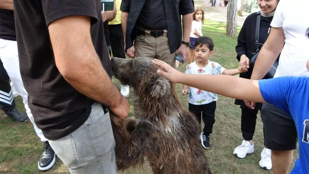 Çekmeköy’de yavru ayı Liva banyo yaptı, vatandaşlar ilgiyle izledi