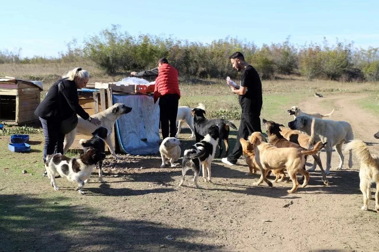 “Daha sonra alacağız” diyerek 80 köpeği boş araziye bıraktılar