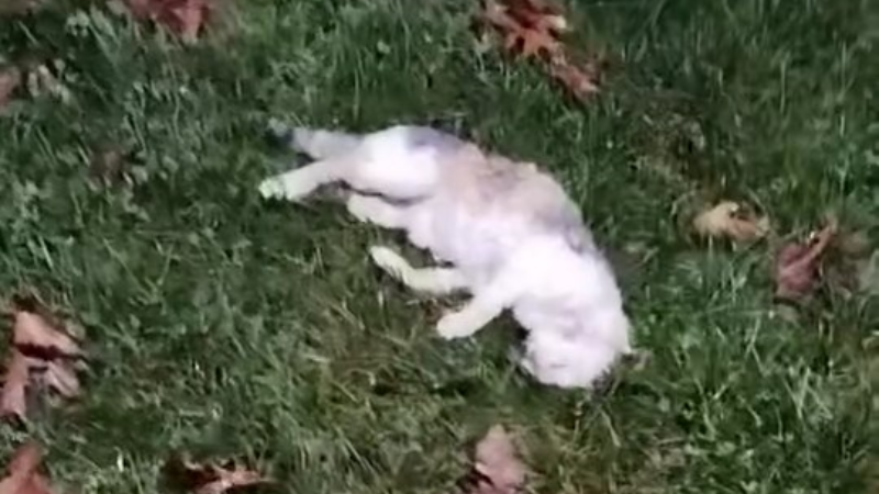 Parkta korkunç olay: 6 kedi ölü bulundu