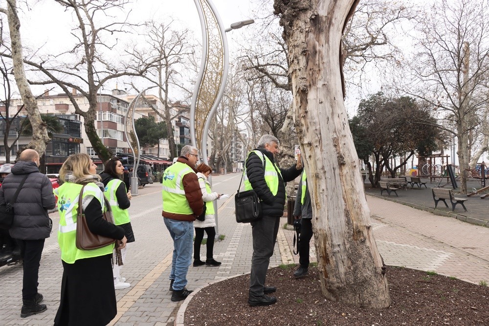 Yalova’da tarihi anıt ağaçlar uzmanlar tarafından incelendi
