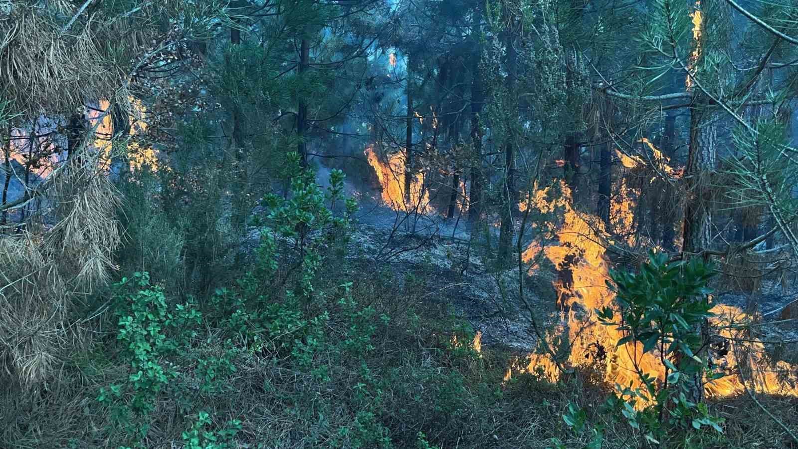 Kocaeli’de ormanlık alanda yangın çıktı