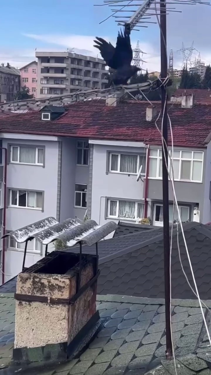 Antene sıkışan karga itfaiye erlerinin yardımıyla özgürlüğüne kavuştu