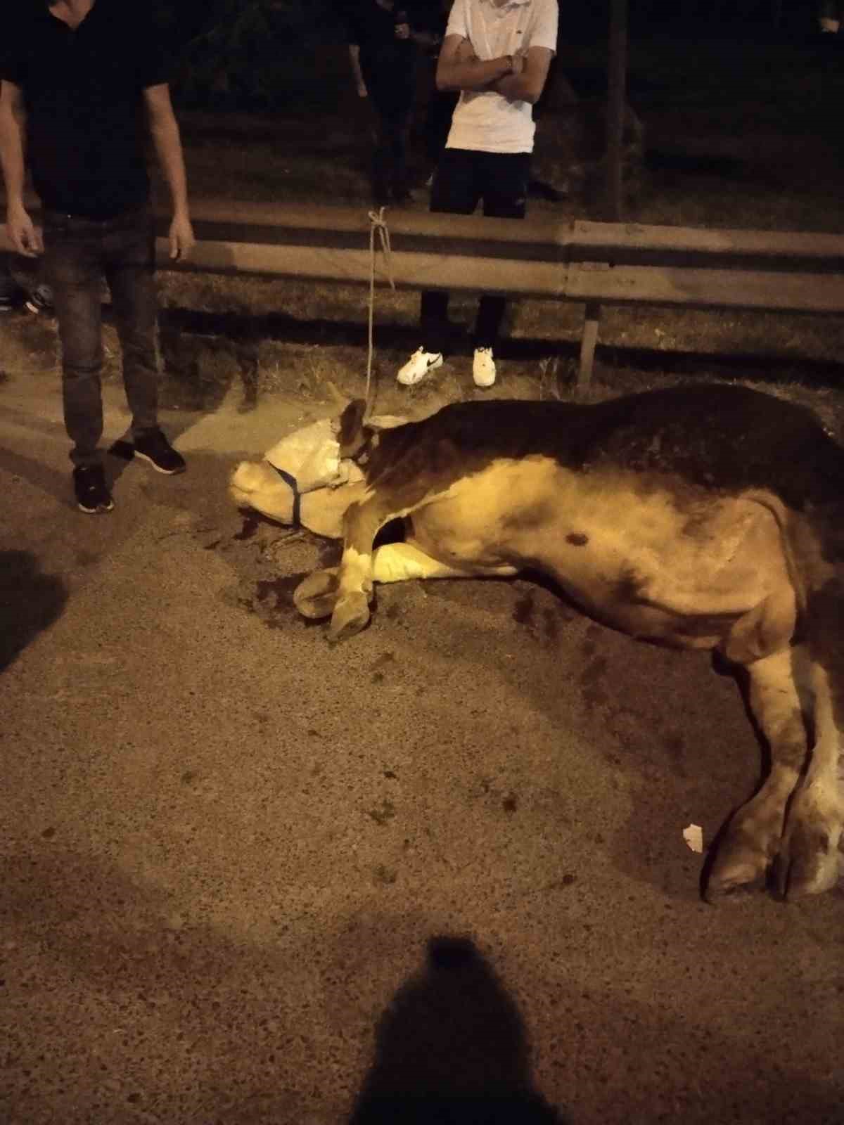 Ümraniye’de kamyonetten yola atlayan kurbanlık dananın ayağı kırıldı
