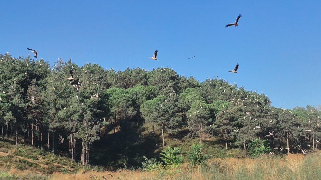 Ağaçların tepeleri ’pamuk yumağı’ gibi oldu: Yüzlerce leyleğin Sultangazi’deki göç molası kamerada
