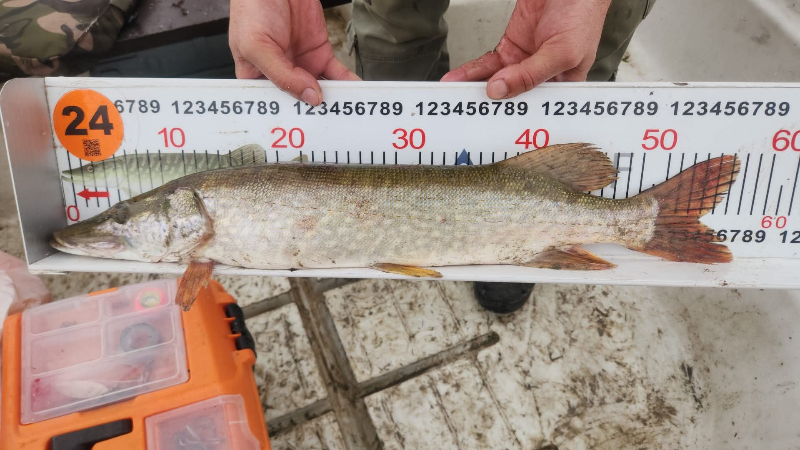 Sapanca'da Turna balığı yakalamak için yarıştılar
