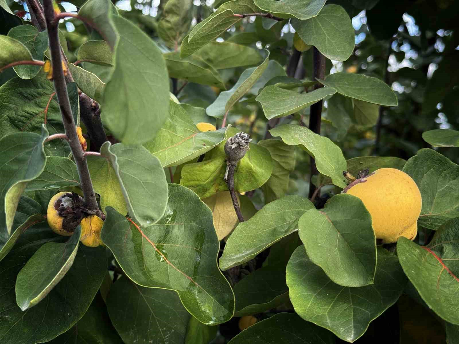 Dalların altın sarısını don vurdu