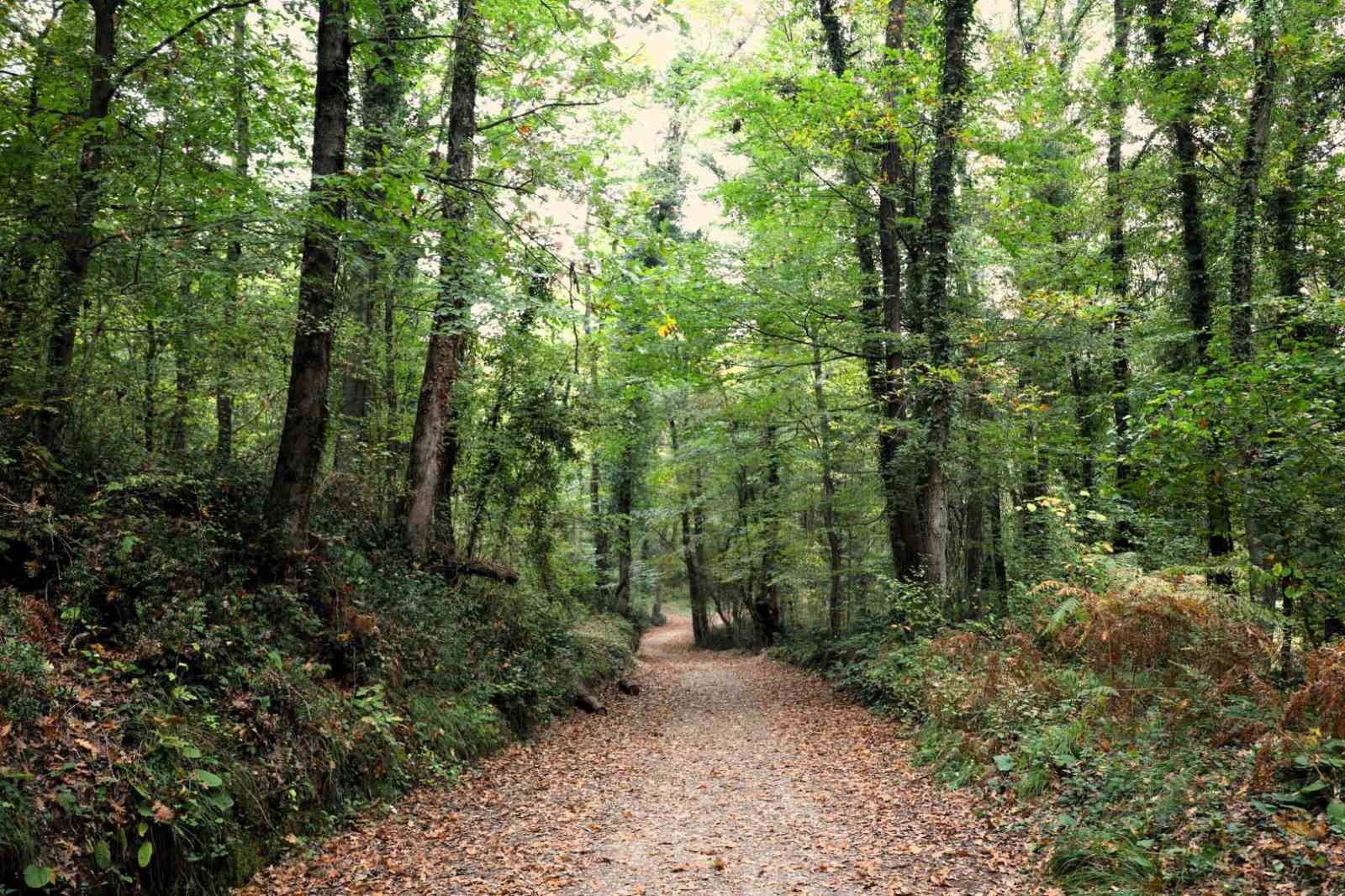 Ormanya sonbahar renkleriyle ziyaretçilerini ağırlıyor