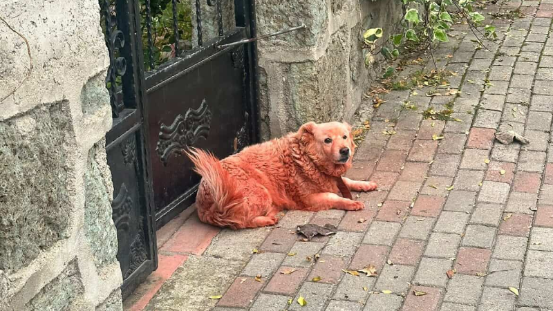 Boyalı köpekler merak uyandırdı