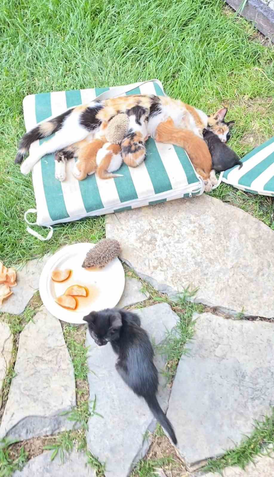 Kedi ve kirpilerin "süt kardeşliği"