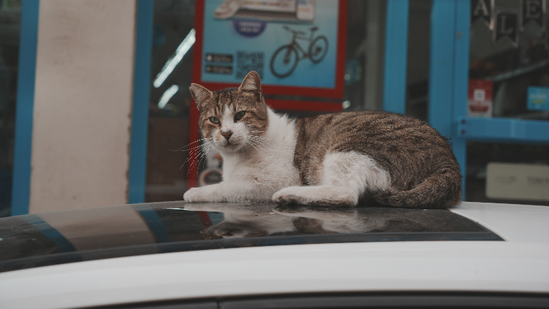 Sokak kedilerinin market mesaisi