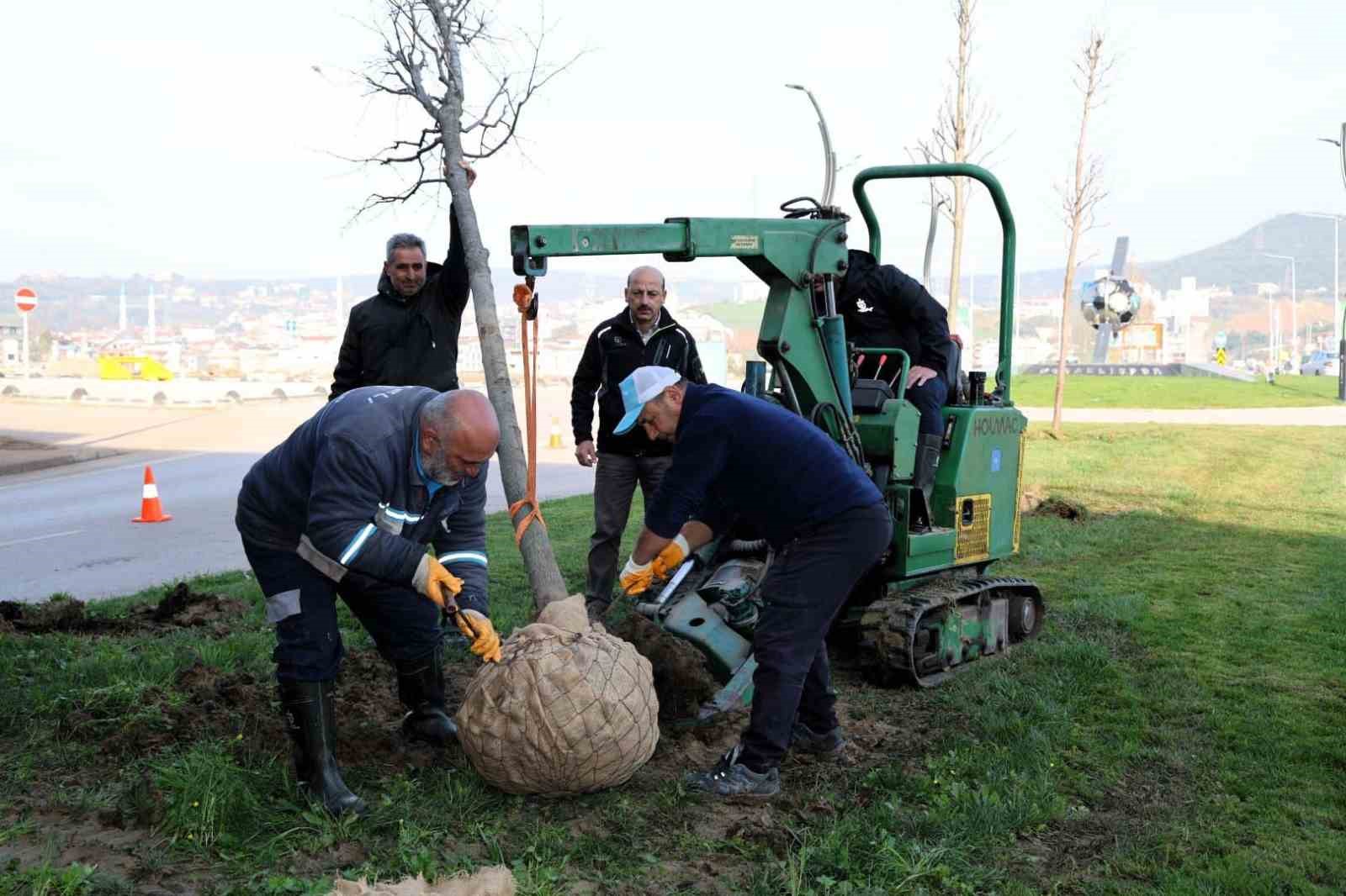 Tramvay çalışmasında sökülen ağaçlar yeni yerlerinde hayat bulacak