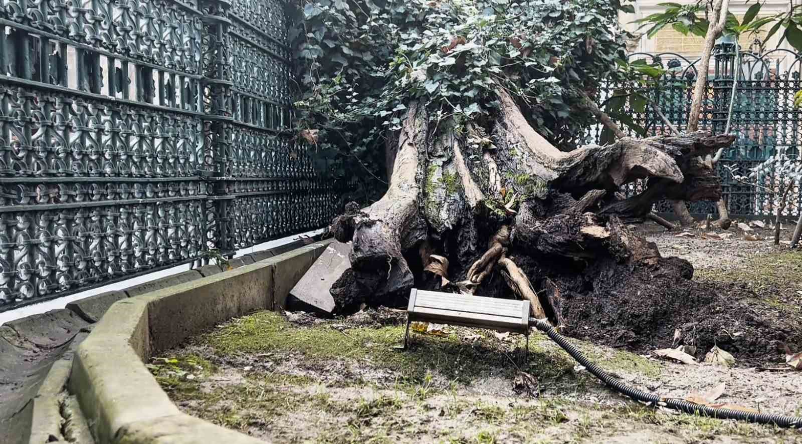 Eyüp Sultan Camii avlusundaki ağaç devrildi
