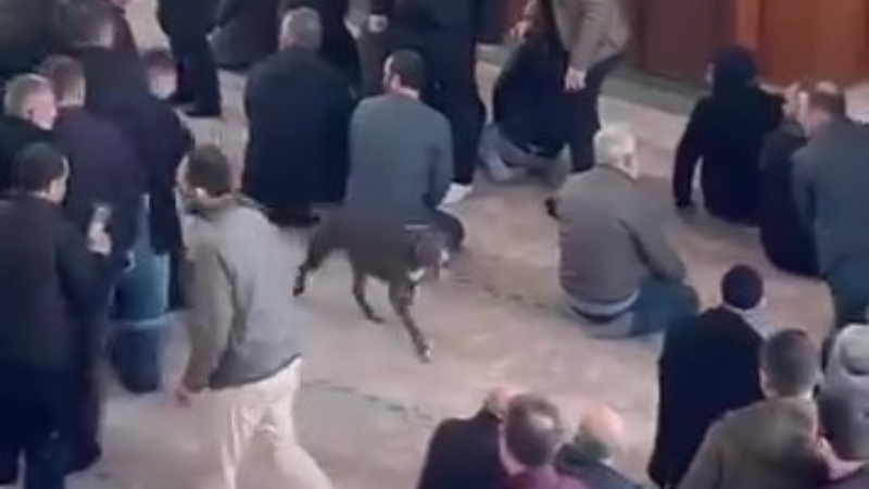 Camiye giren pitbull tedirginliğe neden oldu