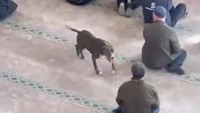 Cemaate saldıran köpeğin sahibine adli işlem yapıldı