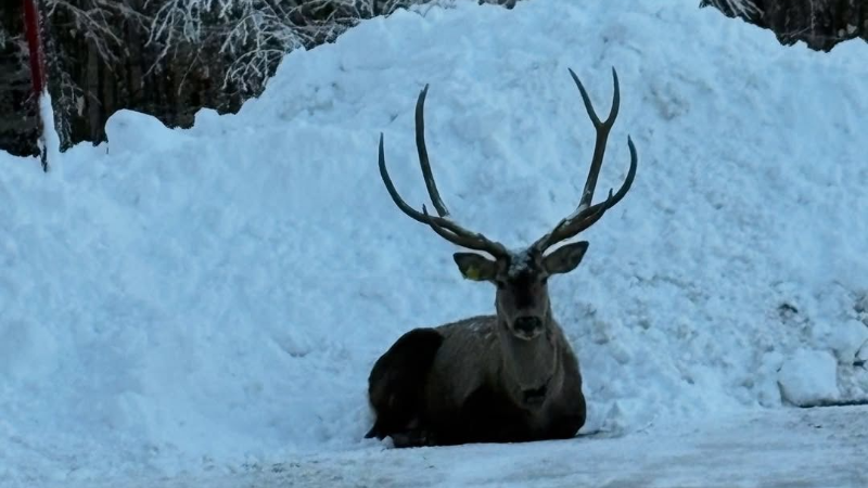 Karla kaplı Kuzuyayla’da kızıl geyik görüntülendi