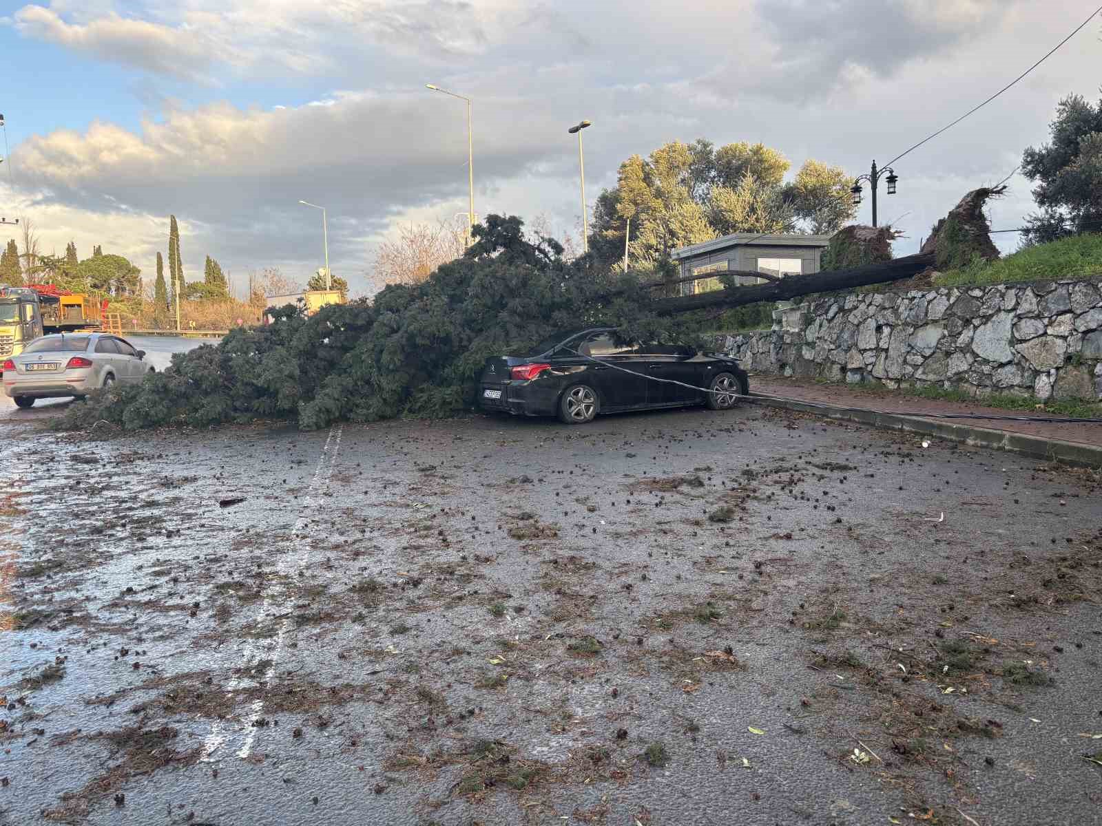 İki otomobilin üzerine ağaç devrildi