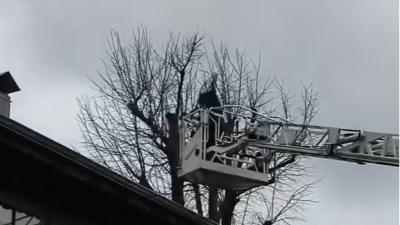 Ağaçta mahsur kalan kediyi kurtarmak için seferber oldular