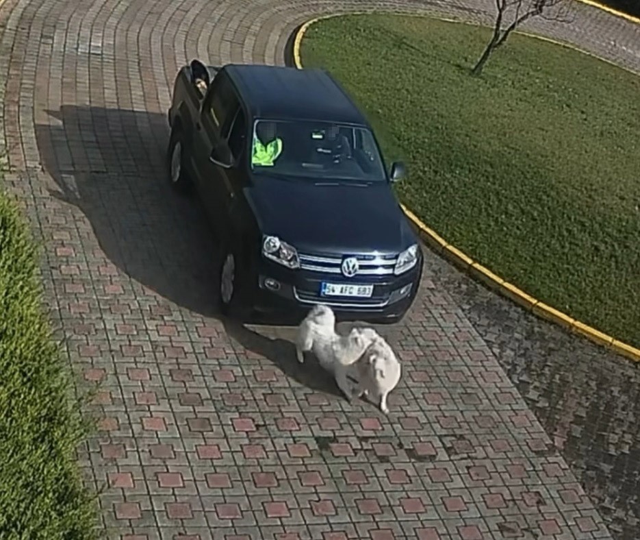 Valilik Konağı’ndaki "köpek ölümü" olayının görüntüleri ortaya çıktı