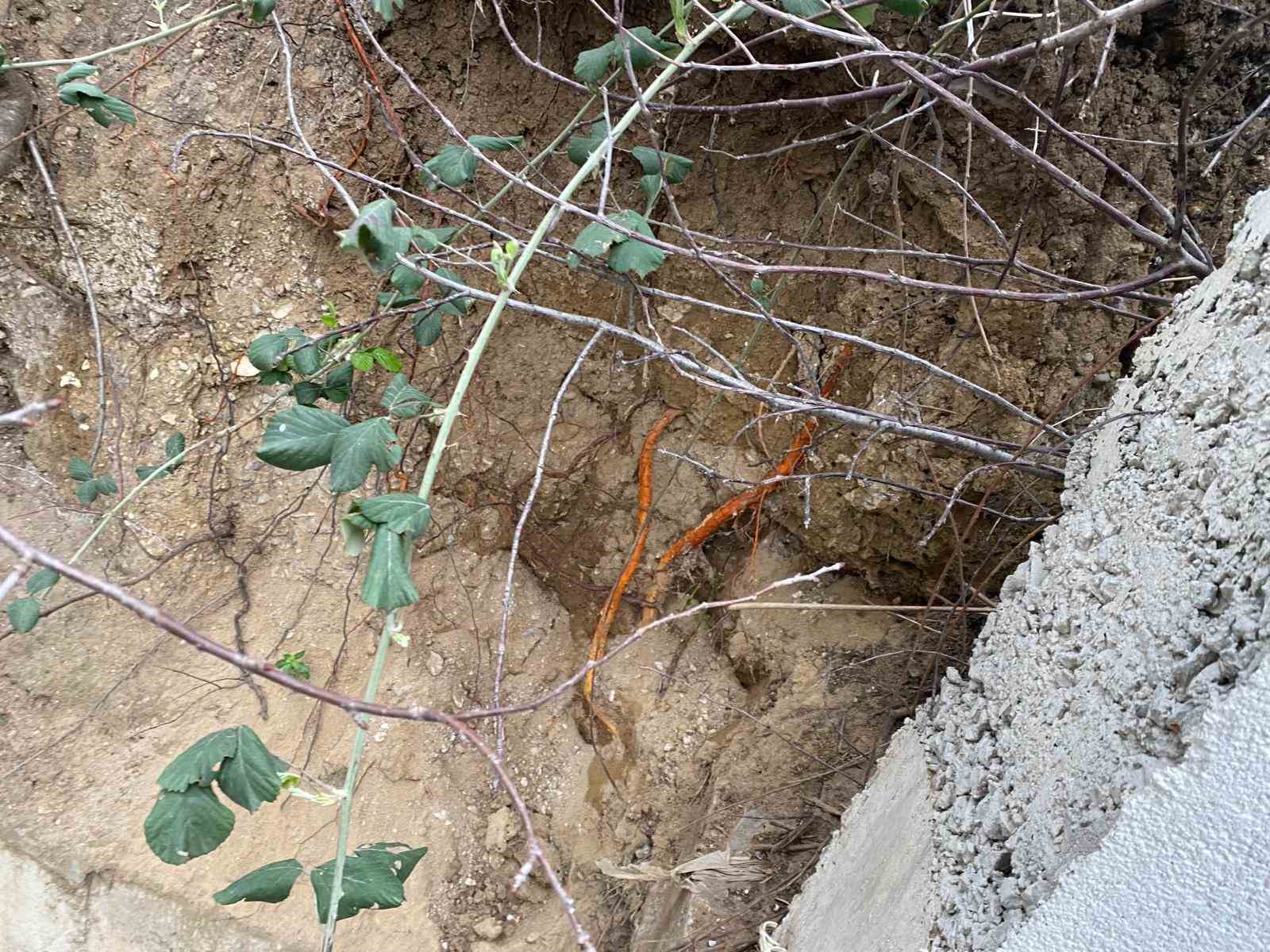 Fidan dikimi sırasında insan kafatası ve kemik parçaları bulundu