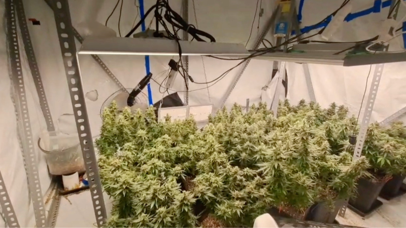 Evleri sera, tuvaletleri laboratuvara çevirmişler: 36 gözaltı