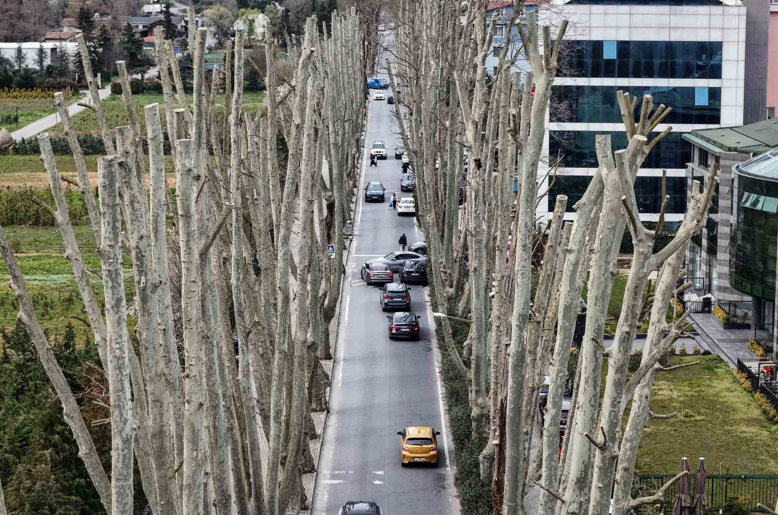 İstanbul’un tarihi çınarlarına budama, tartışma başlattı