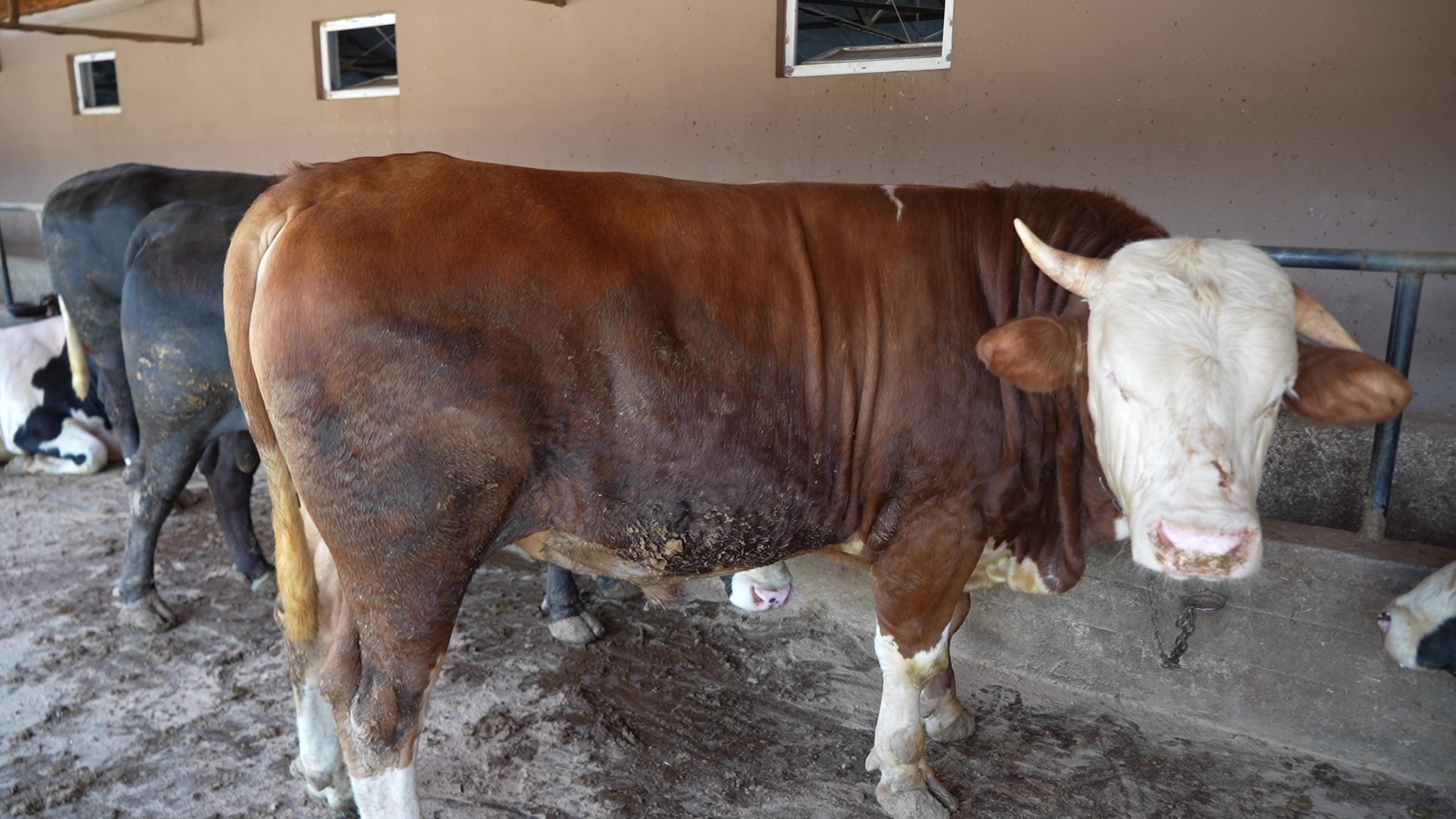 Çiftliğin gözdesi 1 ton 300 kiloluk tosun oldu