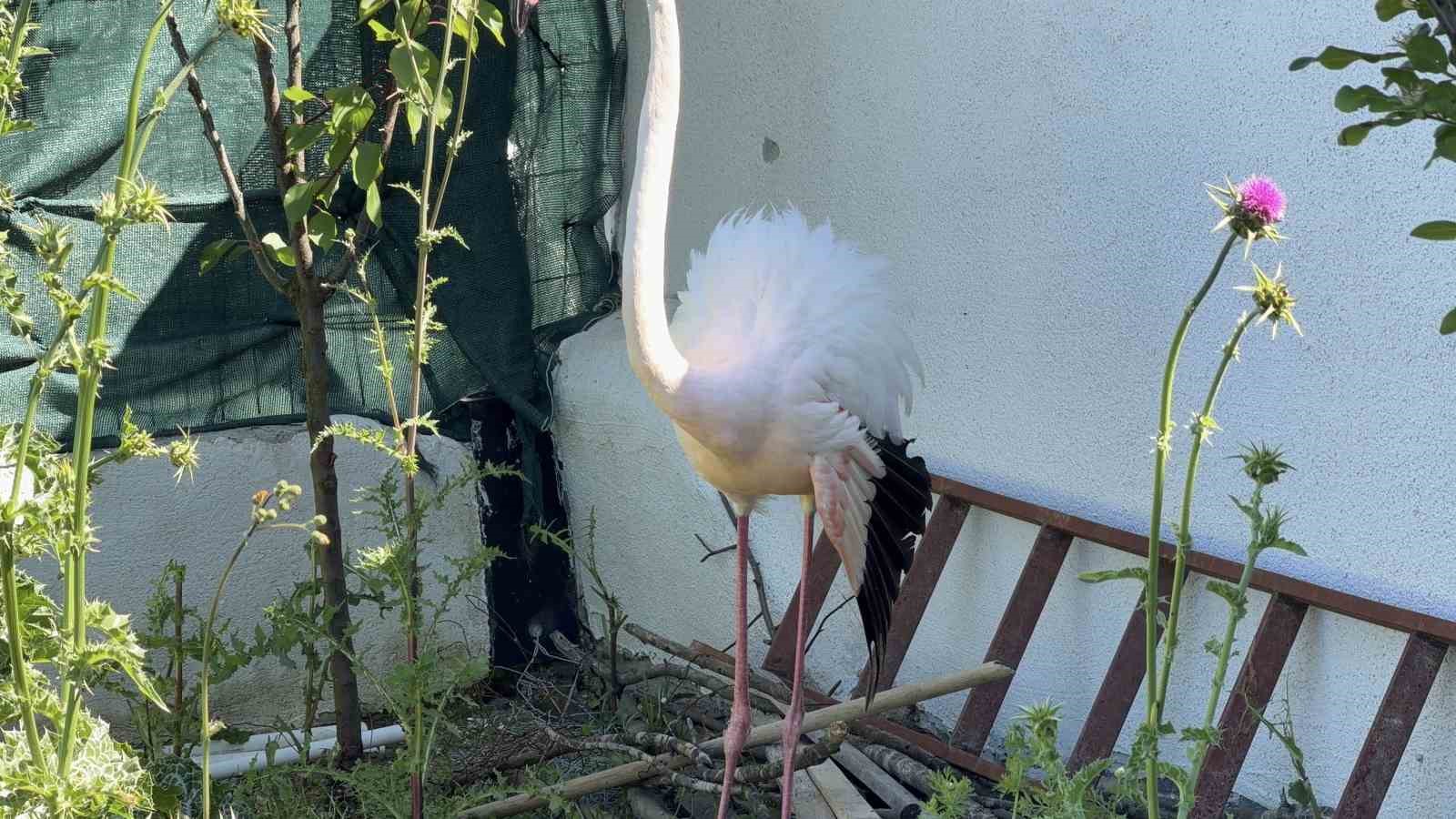 Arnavutköy’de ormanlık alanda kanadı kırık flamingo bulundu
