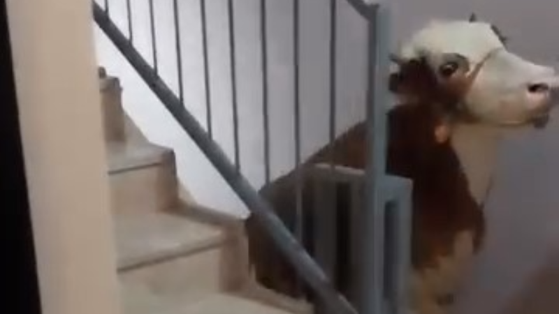 Kesmek için büyükbaş hayvanı 6'ıncı kata çıkardı