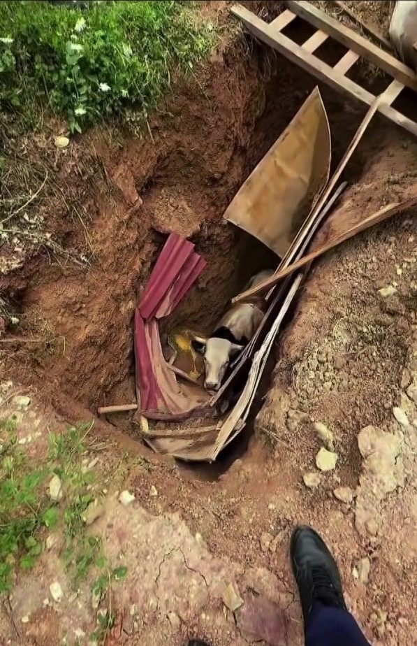 Definecilerin kazdığı çukura düşen büyükbaş hayvan operasyonla kurtarıldı
