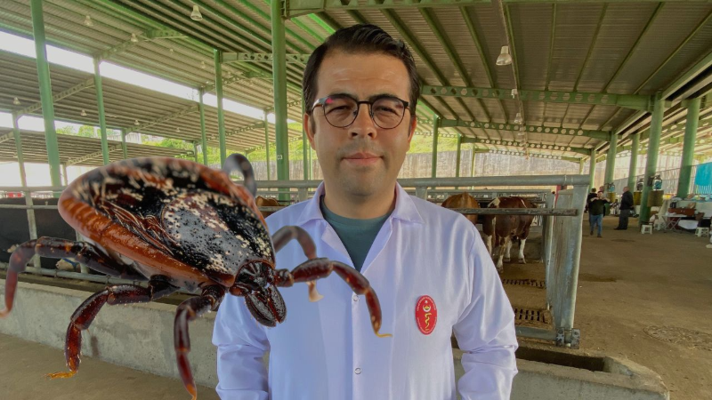 Kene tehdidine dikkat: 200’den fazla hastalık etkeni taşıyabiliyor