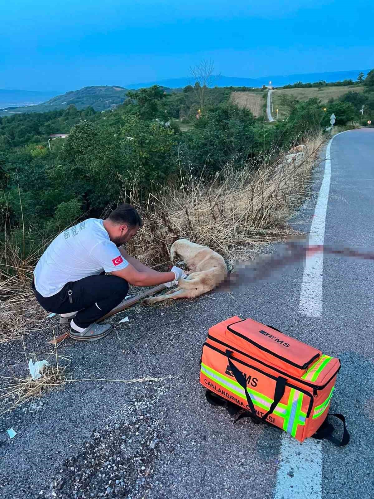 Yolda yaralı köpeğe ilk müdahaleyi sağlık ekipleri yaptı
