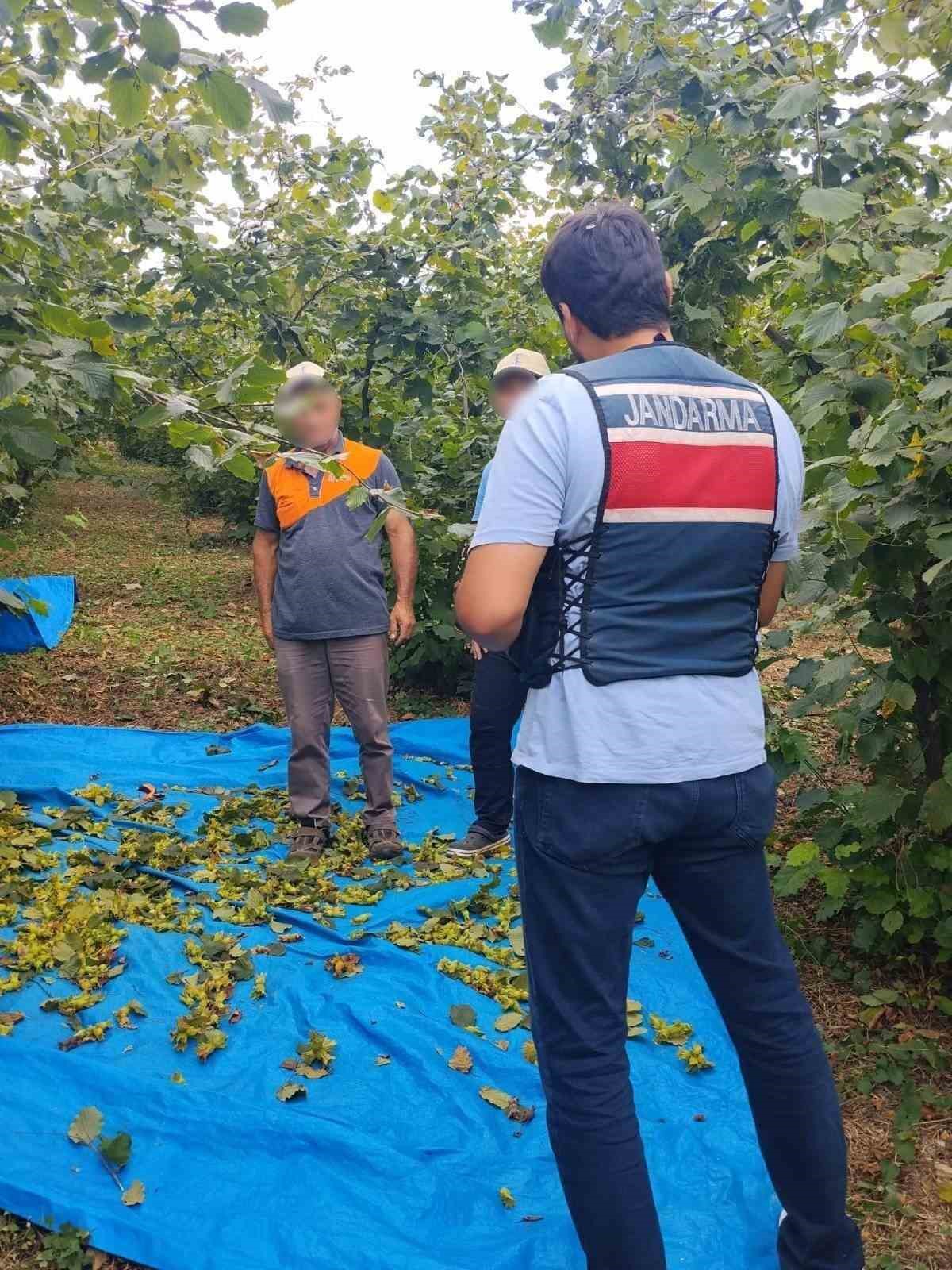 Fındık tarlalarında jandarma nöbeti
