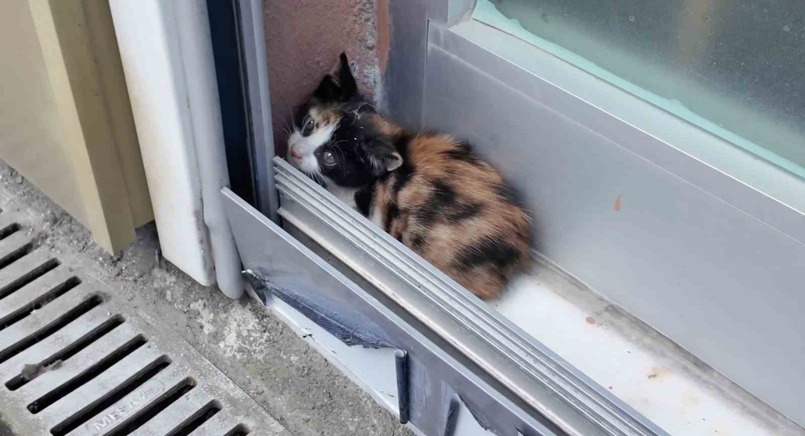 Emlakçı ofisteki gizemli sesin peşine düştü, tabelayı sökünce yavru kedi çıktı
