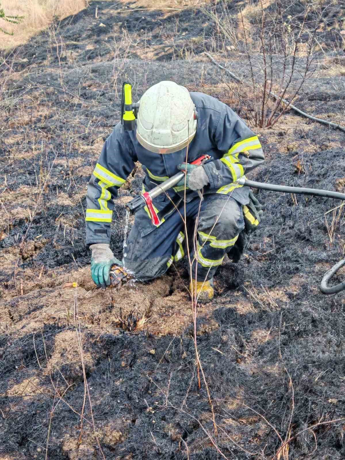 Yalova’da arazi yangından 11 kaplumbağa kurtarıldı

