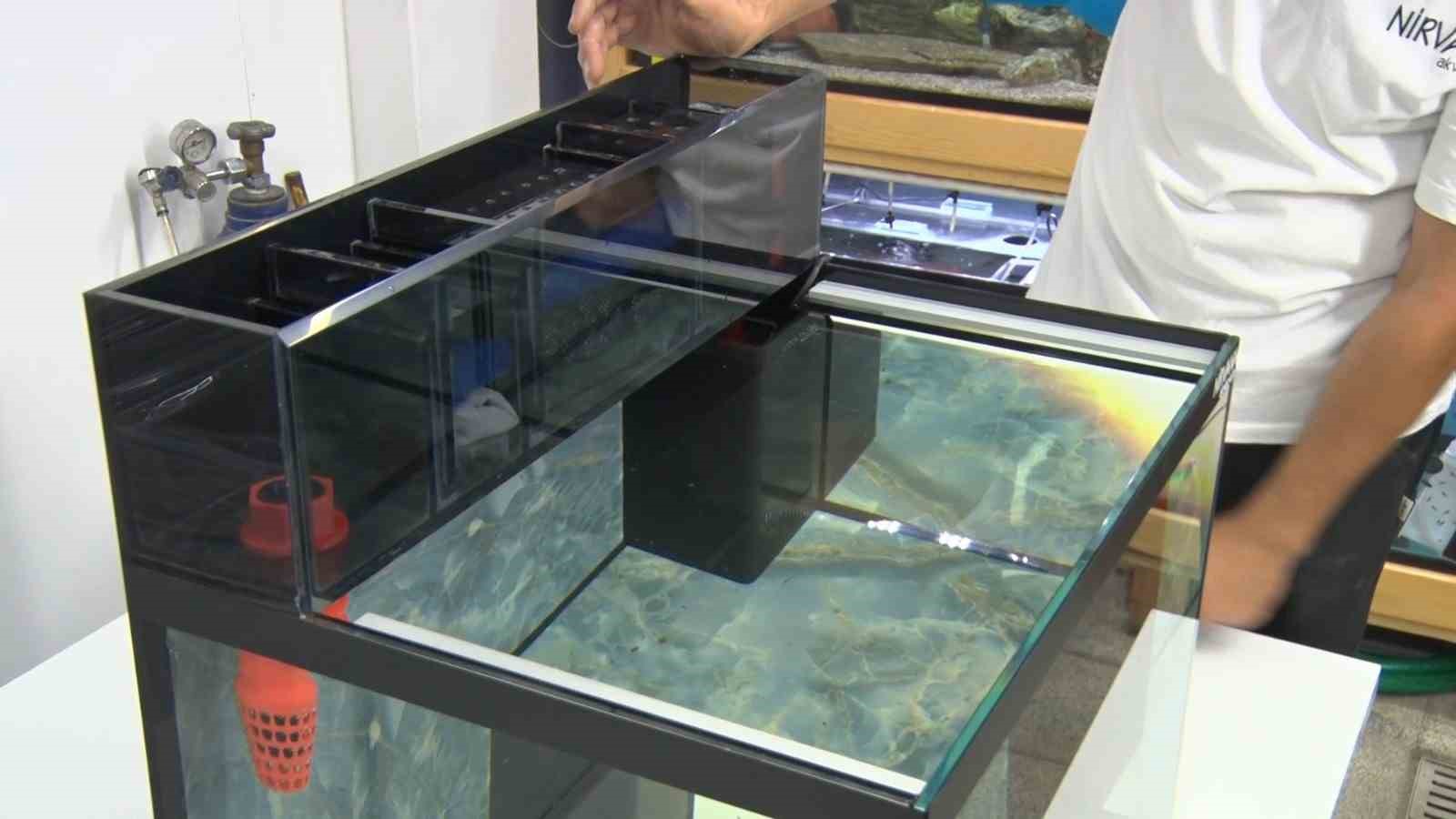 15 yıllık balık hobisi mesleğe dönüştü: Akvaryumları balığın ihtiyacına göre tasarlıyor
