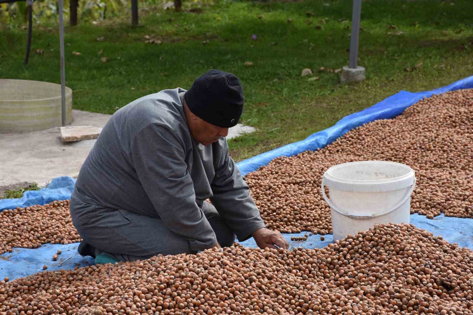 Sakarya’nın yüksek kesimlerinde fındık mesaisi devam ediyor
