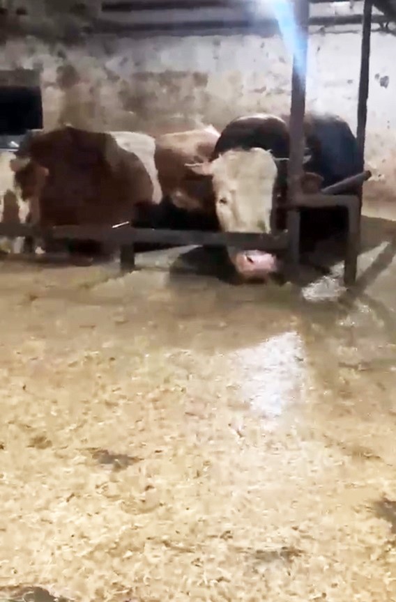 Sular altında kalan ahırdaki hayvanların bekleyişi kamerada