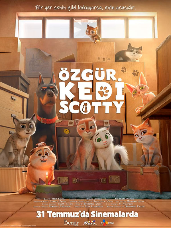 Özgür Kedi Scotty - Kocaeli Duysun - Şehre Dair Her Şey