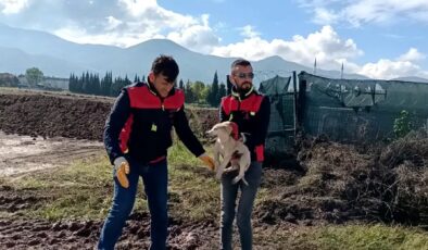 Çukura düşen yavru köpek kurtarıldı