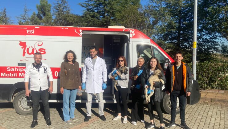 Sokak sokak gezen Patibüs, hayvanların yardımına koşuyor